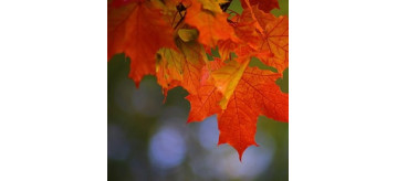 Лови осенний ценопад