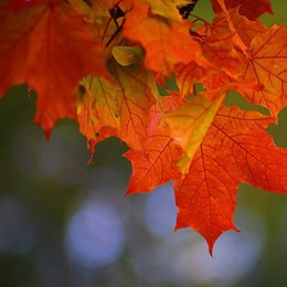 осінній ціноспад осінній ціноспад